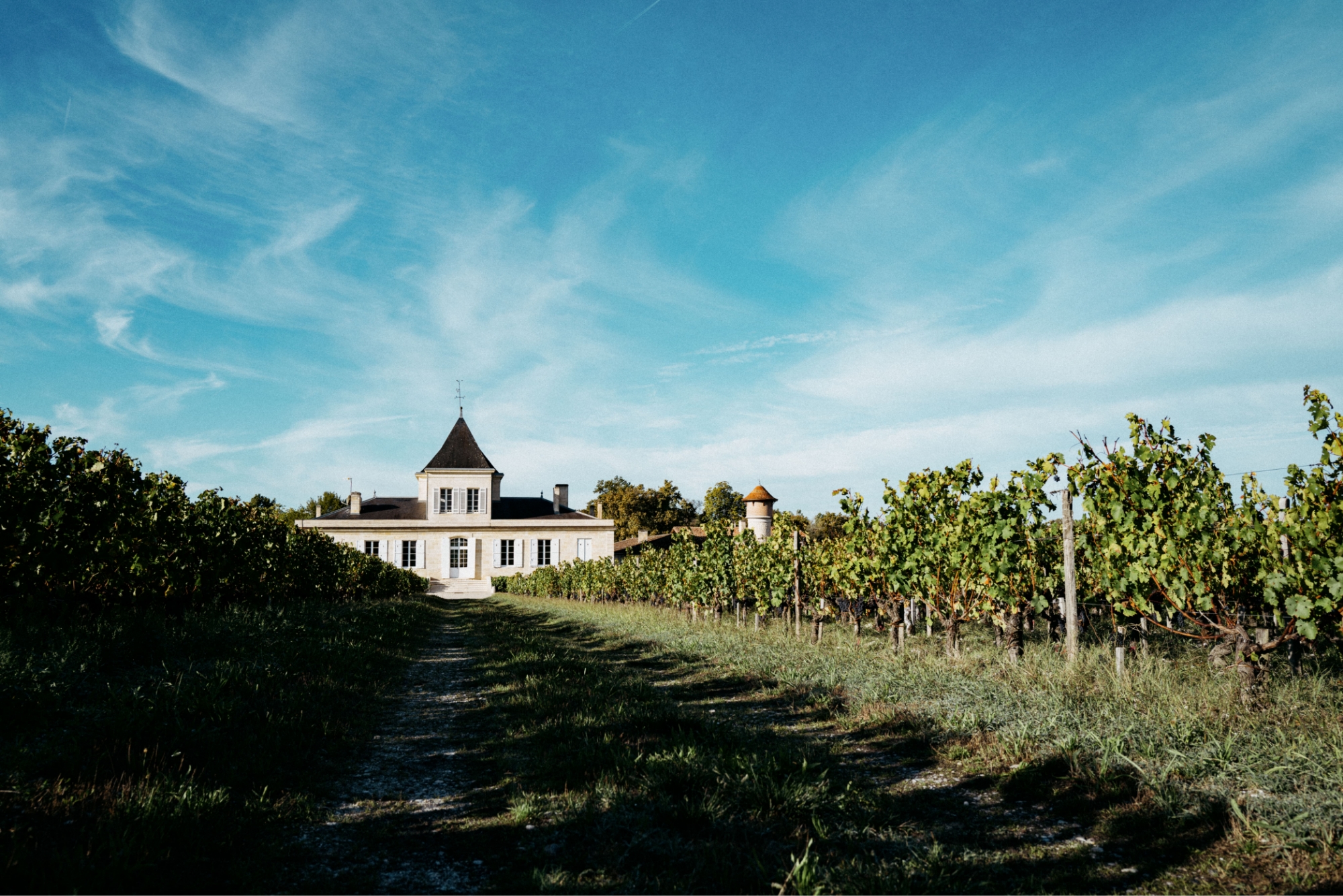 Landscape of Chateau Brane-Cantenac, seen between rows of vines.